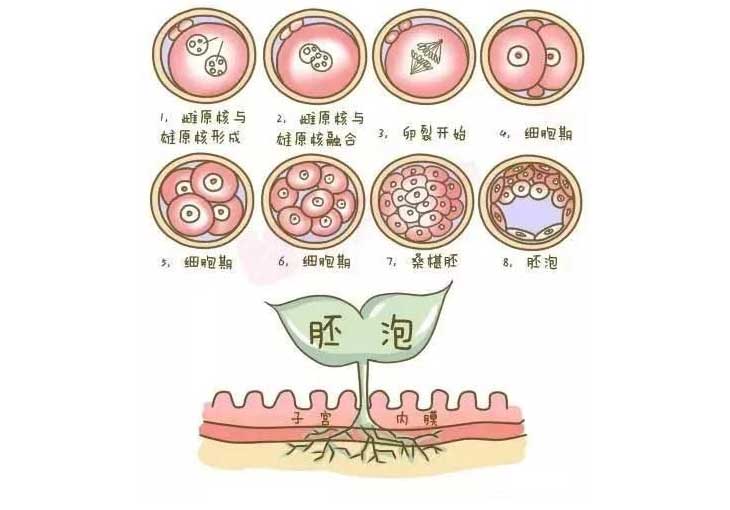 盆腔积血对试管婴儿的影响