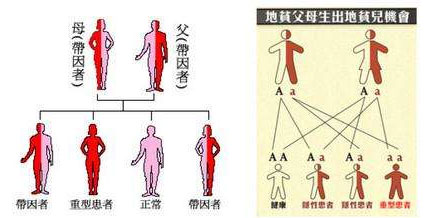 地中海贫血遗传规律