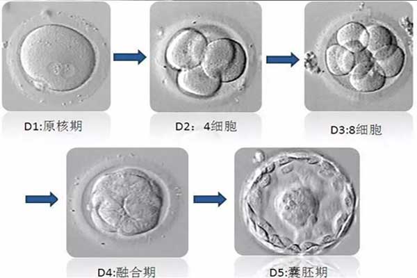 试管囊胚的发育过程图