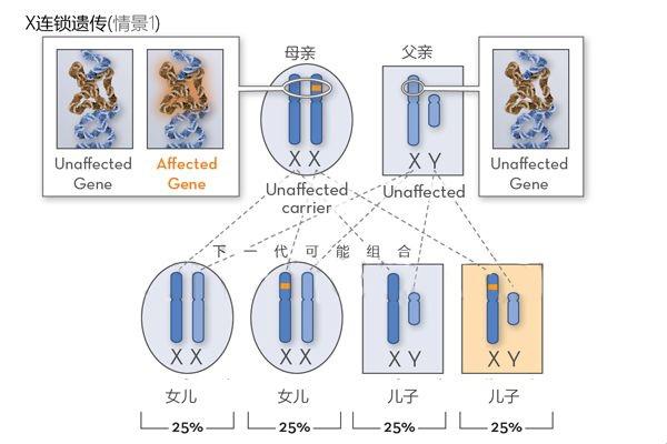 色盲遗传概率