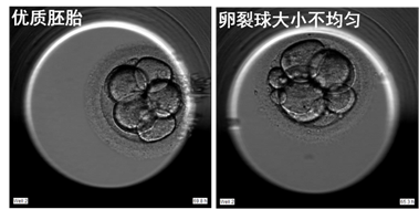 图3 - 优质胚胎与不均一的胚胎